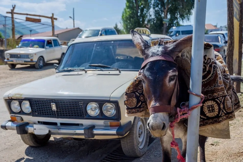 Donkey & Lada